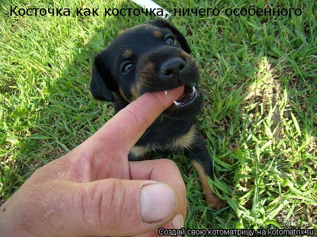 Котоматрица: Косточка как косточка, ничего особенного
