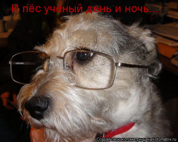 Котоматрица: И пёс учёный день и ночь...