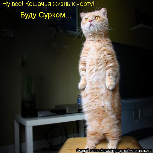 Котоматрица: Ну всё! Кошачья жизнь к чёрту! Буду Сурком...