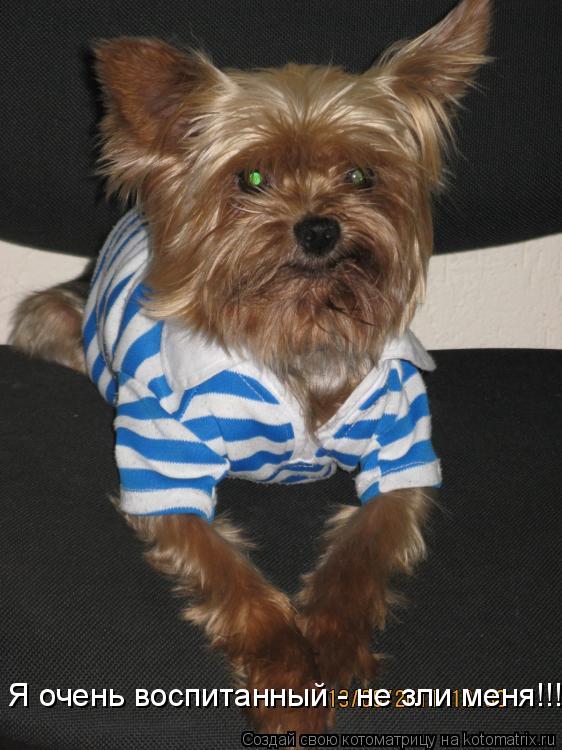 Котоматрица: Я очень воспитанный - не зли меня!!!