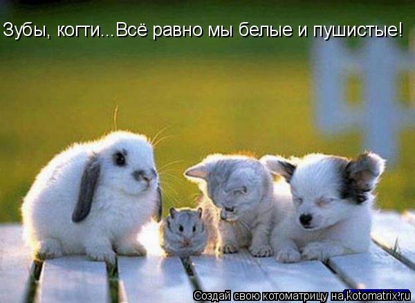 Котоматрица: Зубы, когти...Всё равно мы белые и пушистые!