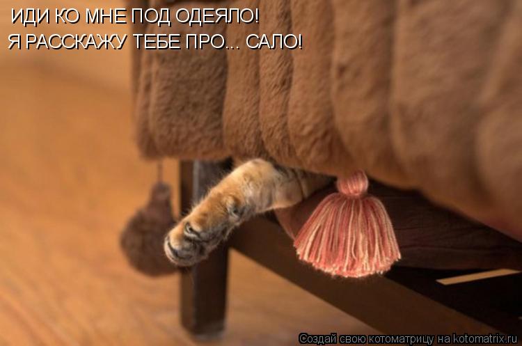 Котоматрица: ИДИ КО МНЕ ПОД ОДЕЯЛО! Я РАССКАЖУ ТЕБЕ ПРО... САЛО!