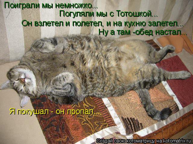 Котоматрица: Поиграли мы немножко... Погуляли мы с Тотошкой... Он взлетел и полетел, и на кухню залетел... Ну а там -обед настал... Я покушал - он пропал...