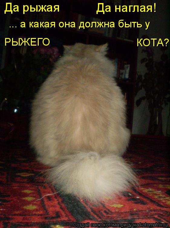 Котоматрица: Да рыжая  Да наглая! ... а какая она должна быть у  РЫЖЕГО          КОТА?