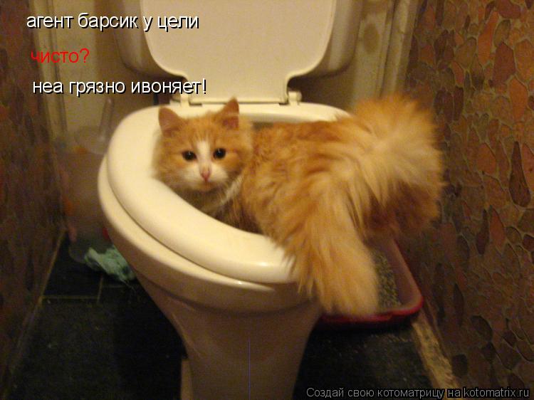 Котоматрица: агент барсик у цели  чисто? неа грязно ивоняет!