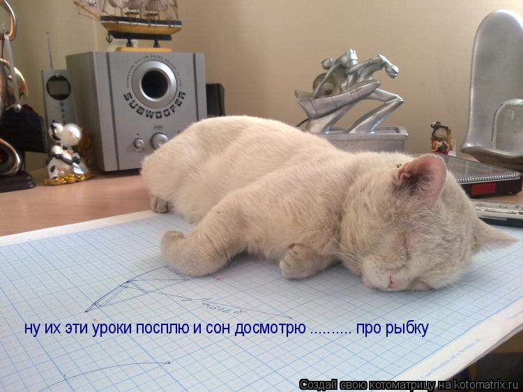 Котоматрица: ну их эти уроки посплю и сон досмотрю .......... про рыбку
