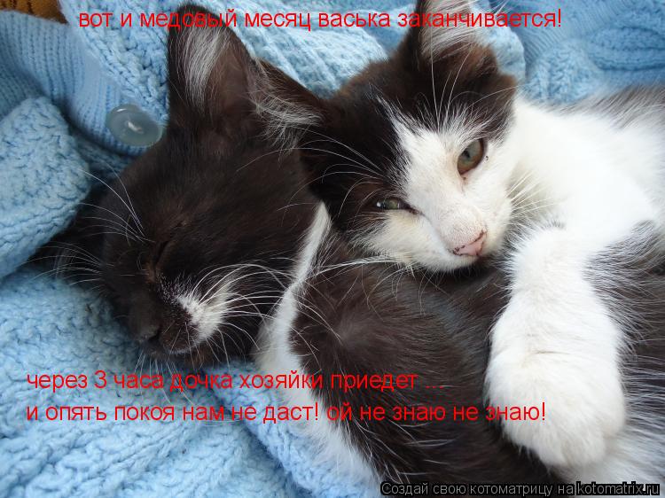 Котоматрица: вот и медовый месяц васька заканчивается!   через 3 часа дочка хозяйки приедет ...  и опять покоя нам не даст! ой не знаю не знаю!