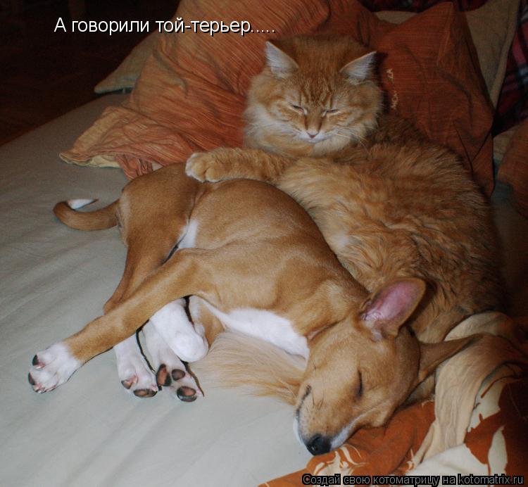 Котоматрица: А говорили той-терьер.....