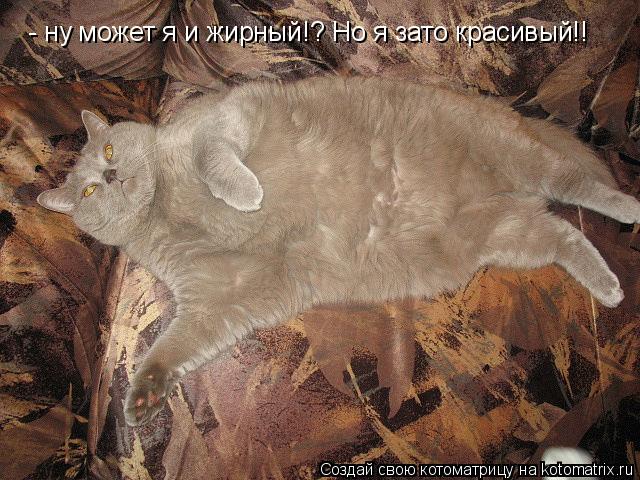 Котоматрица: - ну может я и жирный!? Но я зато красивый!!