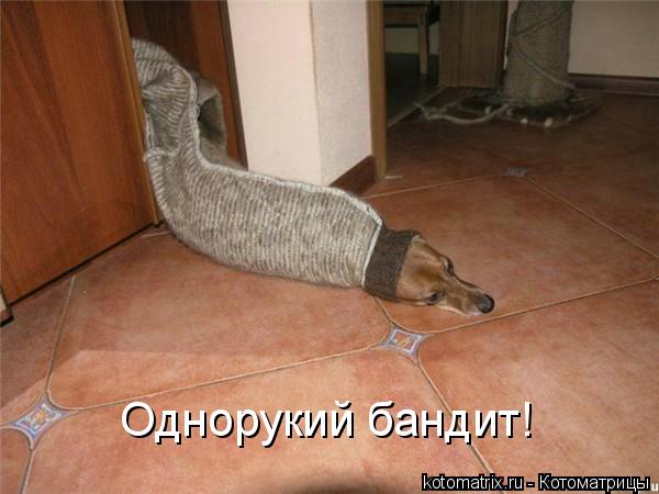 Котоматрица: Однорукий бандит!