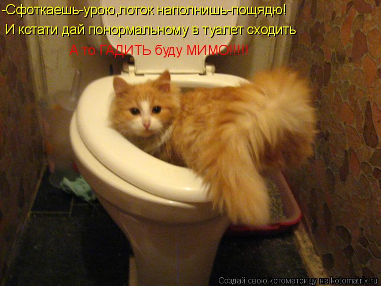 Котоматрица: -Сфоткаешь-урою,лоток наполнишь-пощядю! И кстати дай понормальному в туалет сходить А то ГАДИТЬ буду МИМО!!!!!