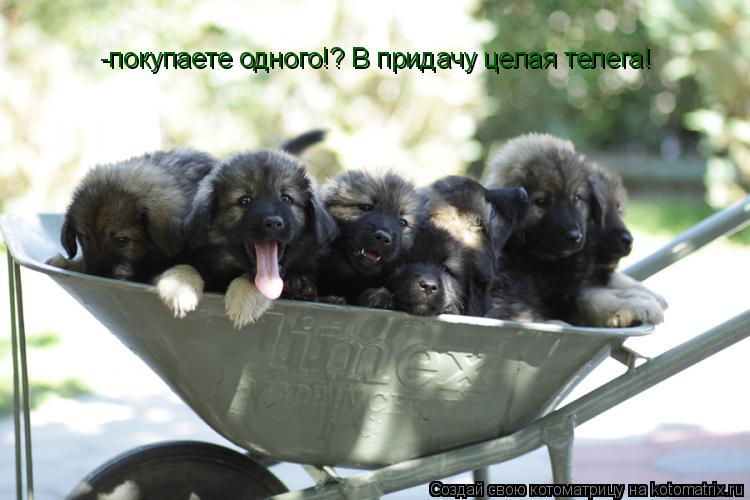 -покупаете одного!? В придачу целая телега!... Котоматрица: -покупаете одного!? В придачу целая телега!
