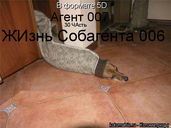 В формате 5D Агент 007 30 ЧАсть ЖИзнь Собагента 006... Котоматрица: В формате 5D Агент 007 30 ЧАсть ЖИзнь Собагента 006