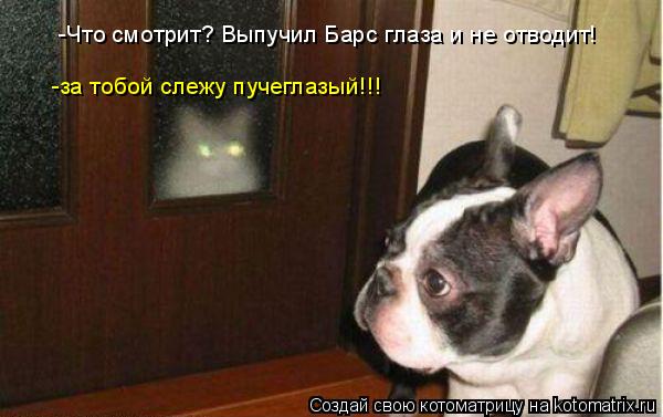 -Что смотрит? Выпучил Барс глаза и не отводит! -за тобой слежу пучеглазый!!!... Котоматрица: -Что смотрит? Выпучил Барс глаза и не отводит! -за тобой слежу пучеглазый!!!