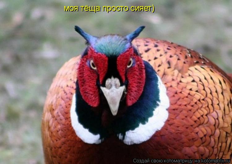 моя тёща просто сияет)... Котоматрица: моя тёща просто сияет)