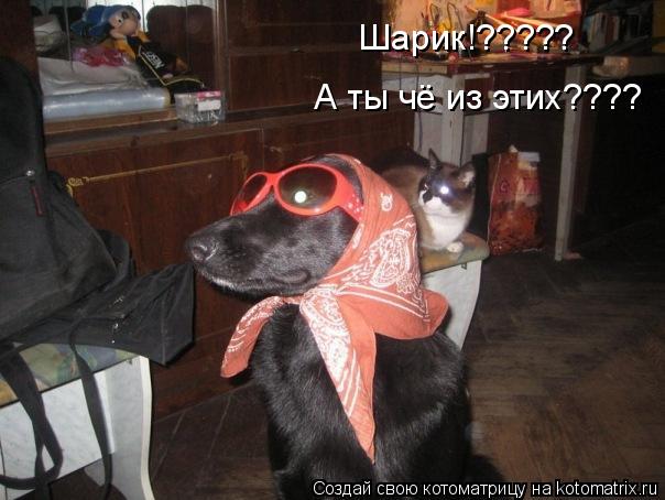 Шарик!????? А ты чё из этих????... Котоматрица: Шарик!????? А ты чё из этих????