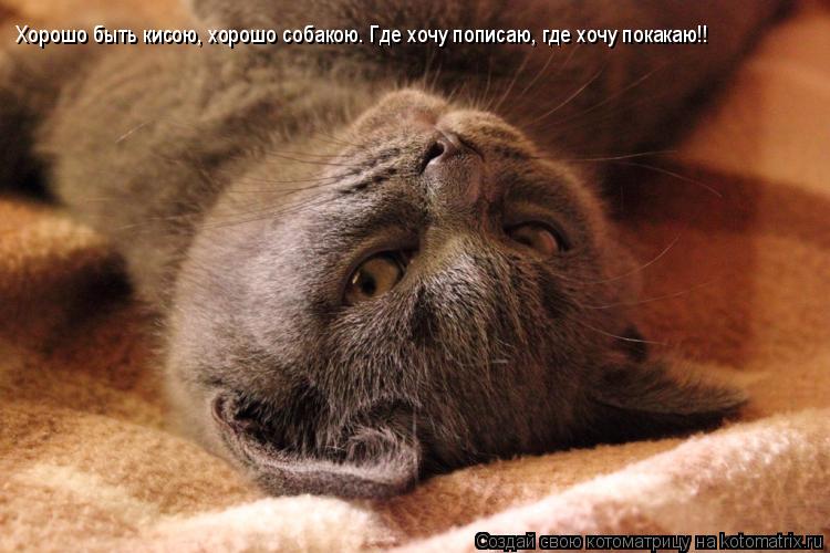 Хорошо быть кисою, хорошо собакою. Где хочу пописаю, где хочу покакаю!!... Котоматрица: Хорошо быть кисою, хорошо собакою. Где хочу пописаю, где хочу покакаю!!