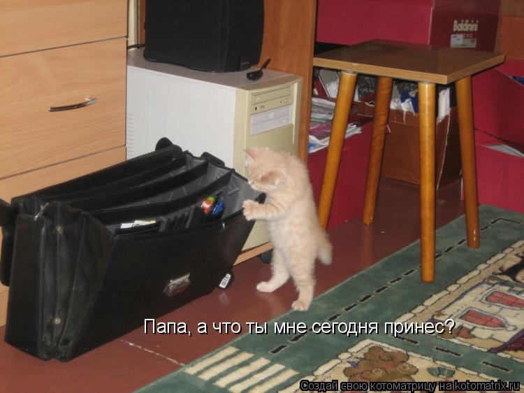 Котоматрица: Папа, а что ты мне сегодня принес?