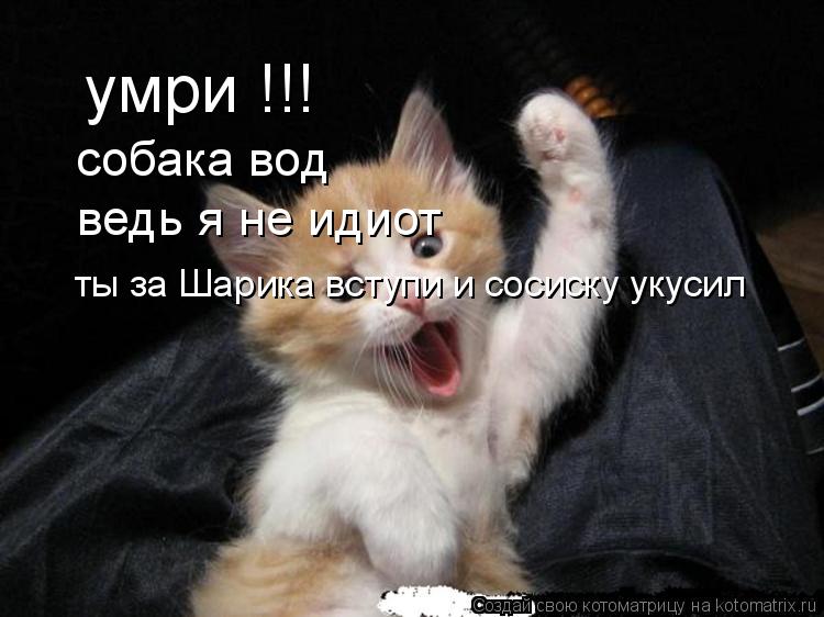 Котоматрица: умри !!! собака вод ведь я не идиот  ты за Шарика вступи и сосиску укусил