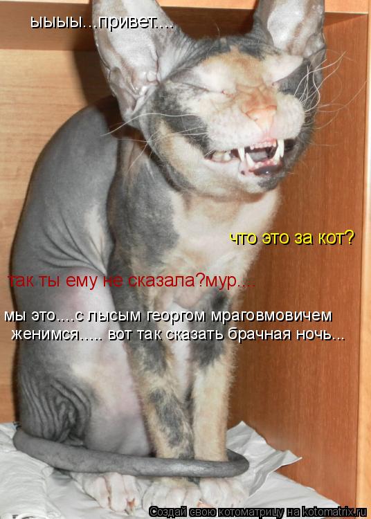 Котоматрица: ыыыы...привет.... что это за кот? так ты ему не сказала?мур.... мы это....с лысым георгом мраговмовичем женимся..... вот так сказать брачная ночь...