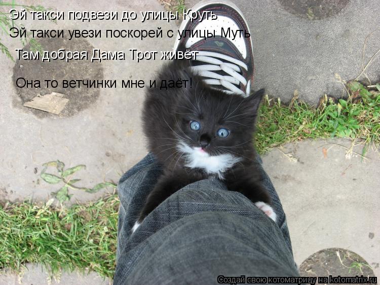 Эй такси подвези до улицы Круть Эй такси увези поскорей с улицы Муть Там добрая Дама Трот живёт Она т... Котоматрица: Эй такси подвези до улицы Круть Эй такси увези поскорей с улицы Муть Там добрая Дама Трот живёт Она то ветчинки мне и даёт!