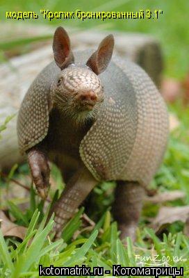 модель "Кролик бронированный 3.1"... Котоматрица: модель "Кролик бронированный 3.1"