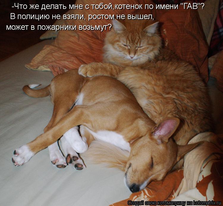 -Что же делать мне с тобой,котенок по имени "ГАВ"? может в пожарники возьмут? В полицию не взяли, рос... Котоматрица: -Что же делать мне с тобой,котенок по имени "ГАВ"? может в пожарники возьмут? В полицию не взяли, ростом не вышел,