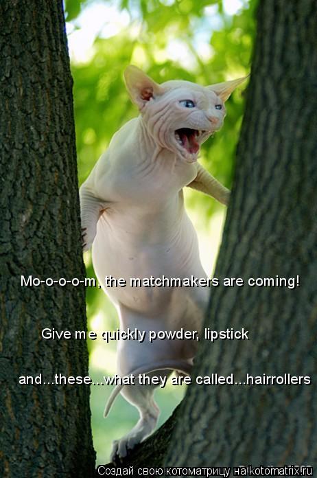 Котоматрица: Mo-o-o-o-m, the matchmakers are coming! Give me quickly powder, lipstick and...these...what they are called...hairrollers