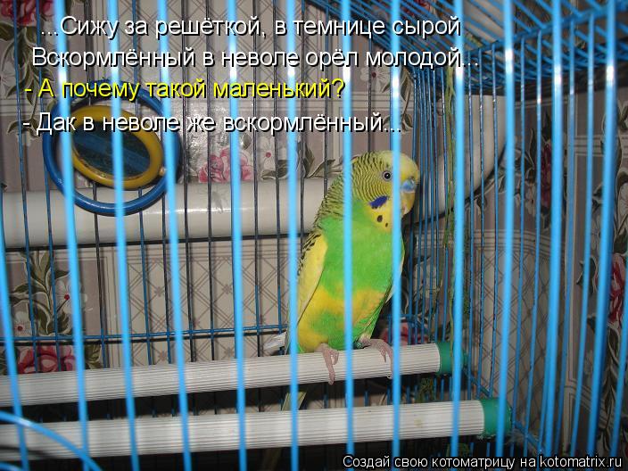 Котоматрица: ...Сижу за решёткой, в темнице сырой Вскормлённый в неволе орёл молодой... - А почему такой маленький? - Дак в неволе же вскормлённый...