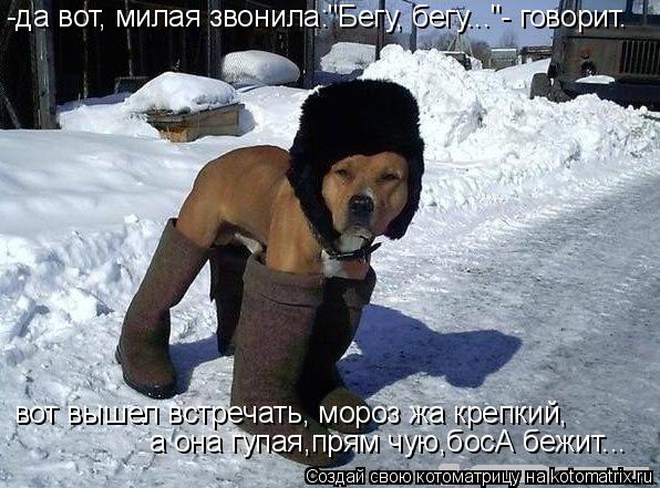 Котоматрица: -да вот, милая звонила:"Бегу, бегу..."- говорит.  вот вышел встречать, мороз жа крепкий,  а она гупая,прям чую,босА бежит...
