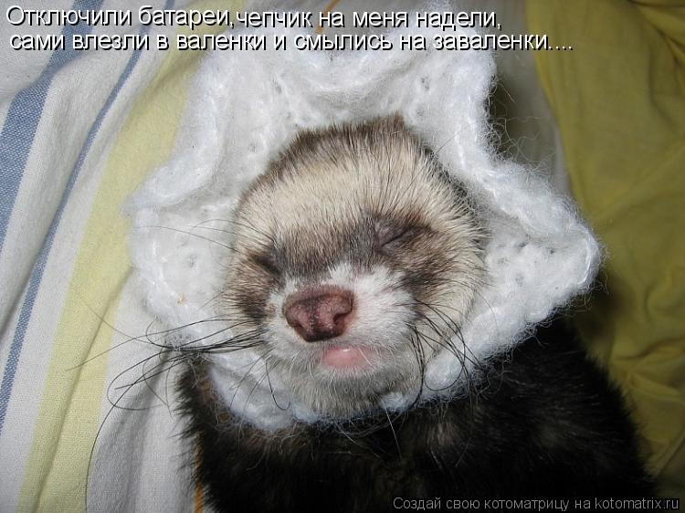 Котоматрица: Отключили батареи, чепчик на меня надели, сами влезли в валенки и смылись на заваленки....