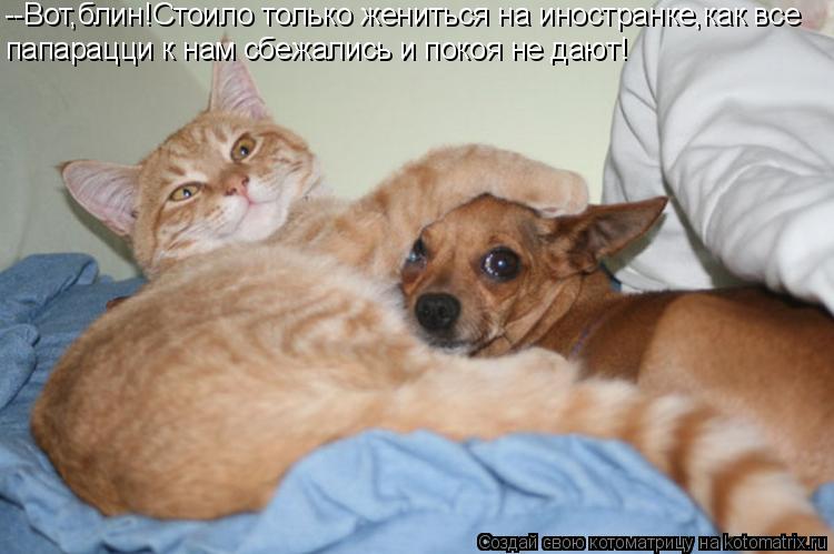 Котоматрица: --Вот,блин!Стоило только жениться на иностранке,как все папарацци к нам сбежались и покоя не дают!