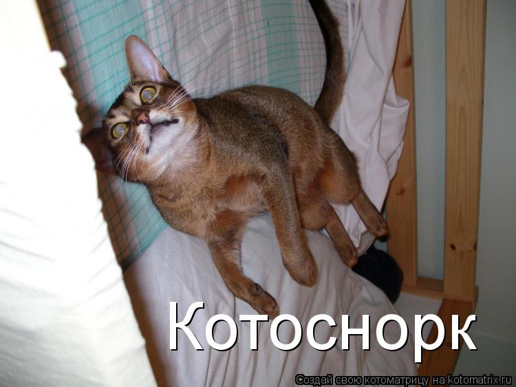 Котоматрица: Котоснорк