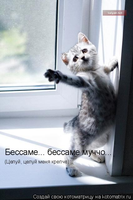 Бессаме... бессаме муччо... (Целуй, целуй меня крепче)... Котоматрица: Бессаме... бессаме муччо... (Целуй, целуй меня крепче)