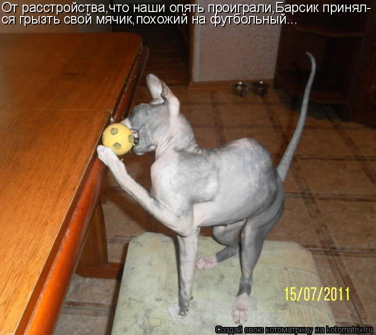 От расстройства,что наши опять проиграли,Барсик принял- ся грызть свой мячик,похожий на футбольный...... Котоматрица: От расстройства,что наши опять проиграли,Барсик принял- ся грызть свой мячик,похожий на футбольный...