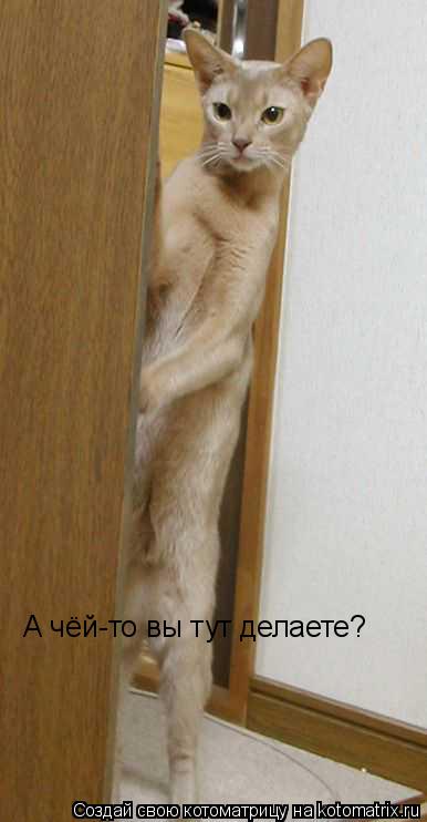 А чёй-то вы тут делаете?... Котоматрица: А чёй-то вы тут делаете?