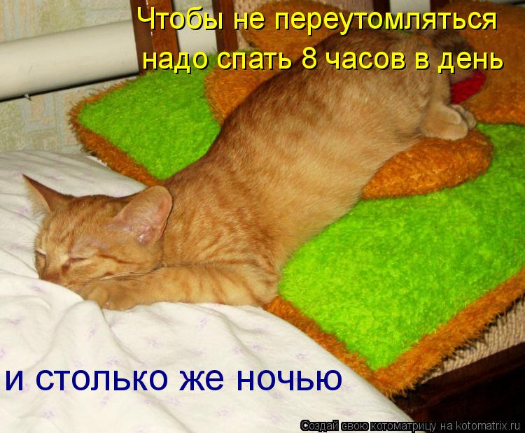 Чтобы не переутомляться надо спать 8 часов в день и столько же ночью... Котоматрица: Чтобы не переутомляться надо спать 8 часов в день и столько же ночью