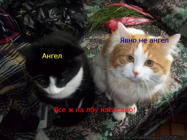 Ангел Явно не ангел Все ж на лбу написано!... Котоматрица: Ангел Явно не ангел Все ж на лбу написано!