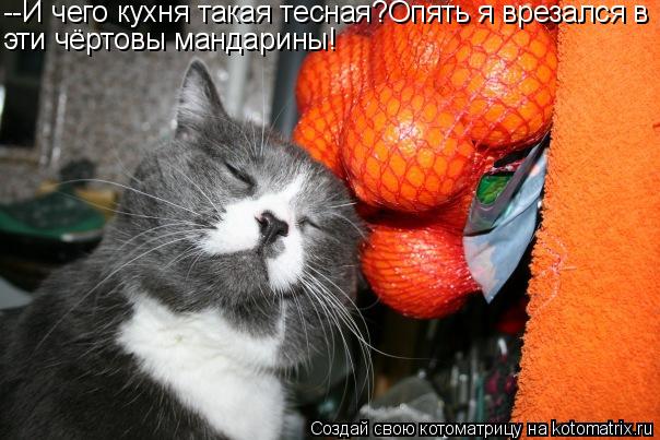 --И чего кухня такая тесная?Опять я врезался в эти чёртовы мандарины!... Котоматрица: --И чего кухня такая тесная?Опять я врезался в эти чёртовы мандарины!