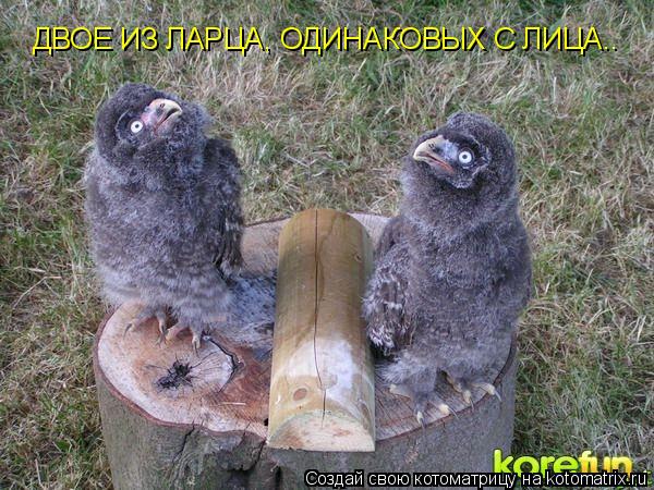 Котоматрица: ДВОЕ ИЗ ЛАРЦА, ОДИНАКОВЫХ С ЛИЦА..