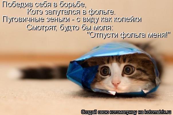 Котоматрица: Победив себя в борьбе, Котэ запутался в фольге. Пуговичные зеньки - с виду как копейки Смотрят, будто бы моля: "Отпусти фольга меня!"