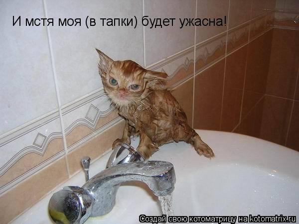 Котоматрица: И мстя моя (в тапки) будет ужасна!