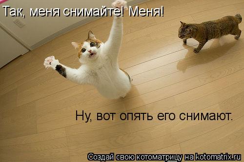 Котоматрица: Так, меня снимайте! Меня! Ну, вот опять его снимают.