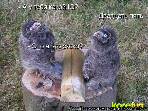 Котоматрица: - Двадцать пять - О_о а это скоко? - А у тебя какой IQ?
