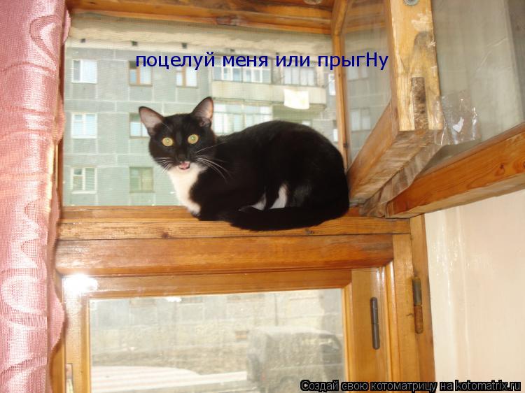 Котоматрица: поцелуй меня или прыгHy