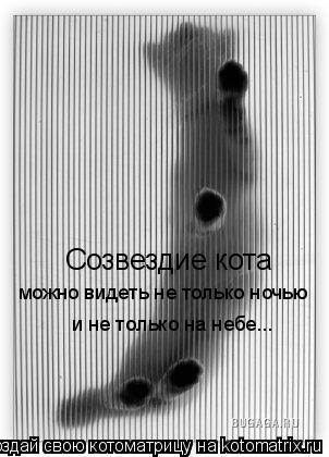 Котоматрица: Созвездие кота можно видеть не только ночью и не только на небе...