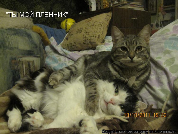Котоматрица: "ТЫ МОЙ ПЛЕННИК"