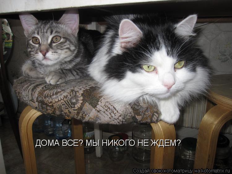 Котоматрица: ДОМА ВСЕ? МЫ НИКОГО НЕ ЖДЕМ?
