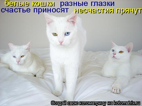 Котоматрица: разные глазки счастье приносят   несчастия прячут белые кошки