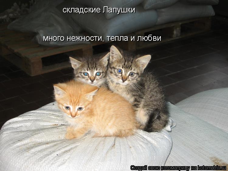 Котоматрица: складские Лапушки много нежности, тепла и любви